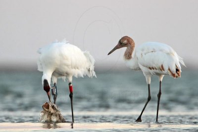 Whooping Crane - Feeding at dusk on dead fish remains