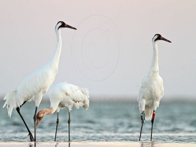 _MG_8902 Whooping Crane.jpg