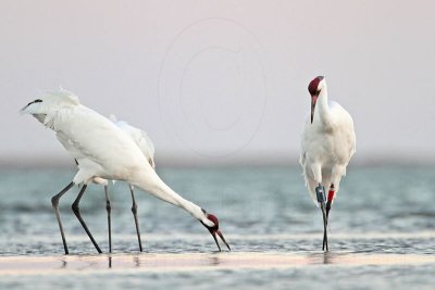 _MG_8920 Whooping Crane.jpg