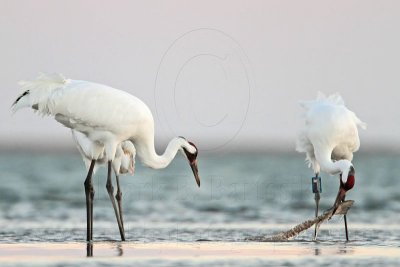 _MG_8926 Whooping Crane.jpg