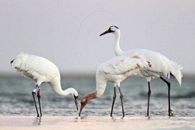 _MG_9377 Whooping Crane.jpg