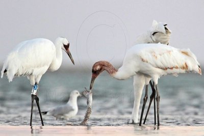 _MG_9418 Whooping Crane.jpg