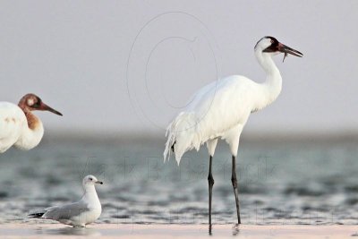 _MG_9820 Whooping Crane.jpg