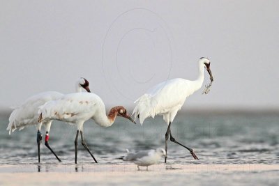 _MG_9913 Whooping Crane.jpg