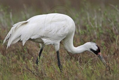 _MG_2573 Whooping Crane - Scarbaby.jpg