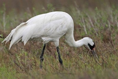 _MG_2611 Whooping Crane - Scarbaby.jpg