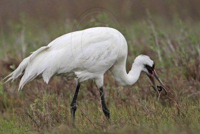 _MG_2615 Whooping Crane - Scarbaby.jpg