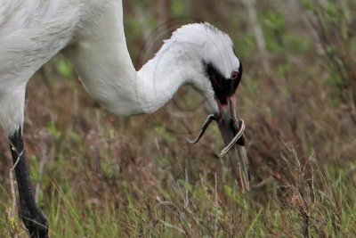 _MG_2618crop Whooping Crane - Scarbaby.jpg