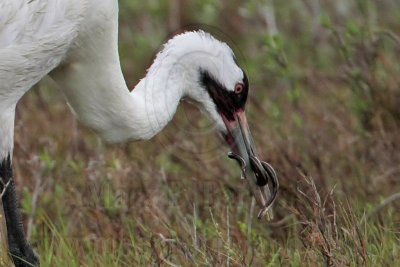 _MG_2619crop Whooping Crane - Scarbaby.jpg