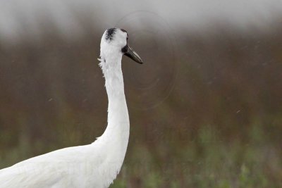 _MG_2750 Whooping Crane - Scarbaby.jpg