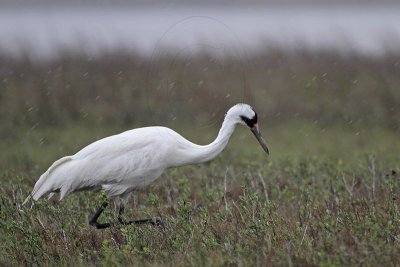 _MG_2940 Whooping Crane - Scarbaby.jpg