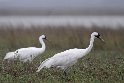 _MG_3159 Whooping Crane - Scarbaby & his mate.jpg