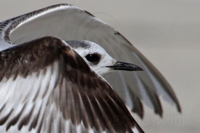 _MG_6129crop Little Gull.jpg