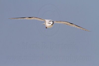 _MG_6248 Little Gull.jpg