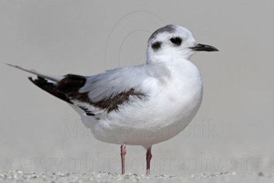 _MG_6548 Little Gull.jpg