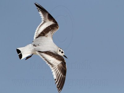 _MG_7033 Little Gull.jpg