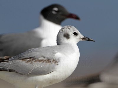 _MG_7018 Bonaparte's Gull.jpg