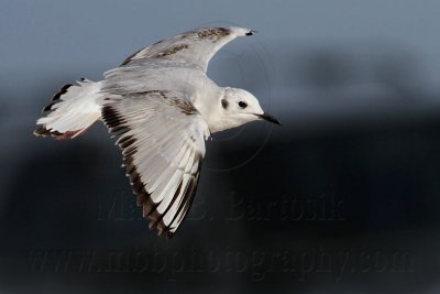 _MG_7074 Bonaparte's Gull.jpg