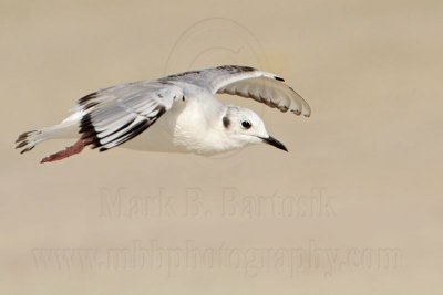 _MG_7079 Bonaparte's Gull.jpg