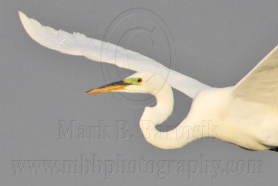 Great Egret  Breeding Plumage  March 20, 2011