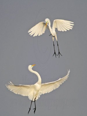 _MG_7535 Great Egret.jpg