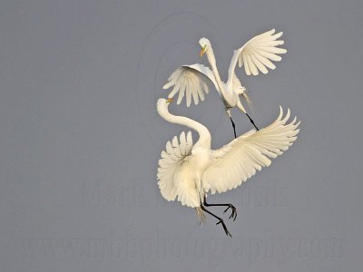 _MG_7537 Great Egret.jpg