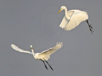 _MG_7543 Great Egret.jpg