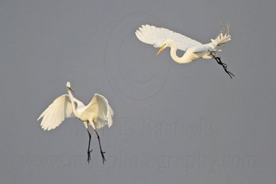 _MG_7544 Great Egret.jpg