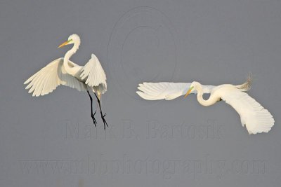 _MG_7546 Great Egret.jpg