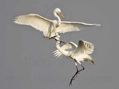Great Egret – Fight #1 - March 20, 2011