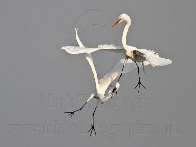 _MG_8939 Great Egret.jpg