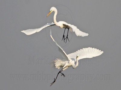 _MG_8941 Great Egret.jpg