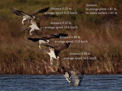 Osprey - slow dive speed - medium dive and plunge angles