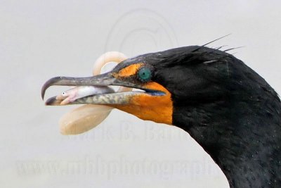 Double-crested Cormorant taking eel - March 2011