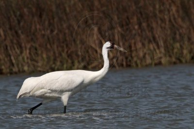 _MG_9373 Whooping Crane.jpg