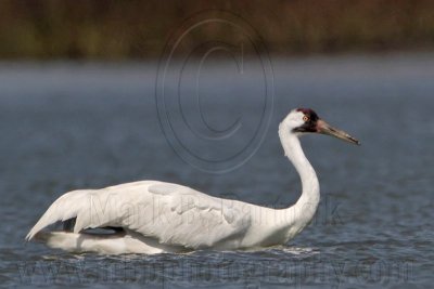 Whooping Crane - swimming and wading in deep water