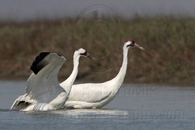 _MG_9649 Whooping Crane.jpg