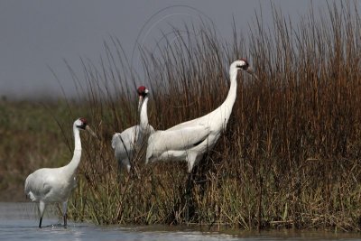 _MG_9718 Whooping Crane.jpg