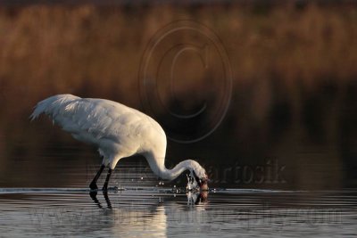 _MG_0918 Whooping Crane hunting striped mullet.jpg