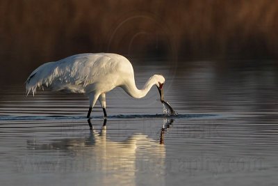 _MG_0957 Whooping Crane hunting striped mullet.jpg