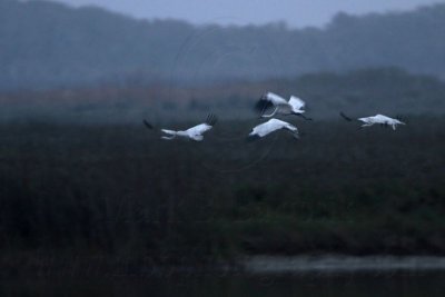 Whooping Crane flying with legs folded