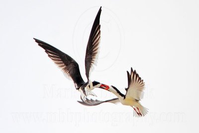 Black Skimmer – mid-air physical confrontation during aerial chase
