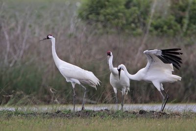 _MG_1104 Whooping Crane.jpg