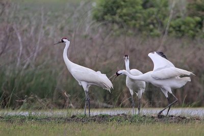 _MG_1106 Whooping Crane.jpg