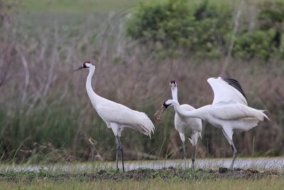 _MG_1107 Whooping Crane.jpg