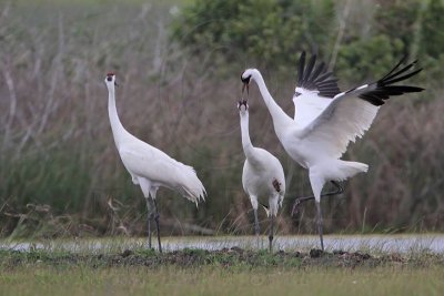 _MG_1109 Whooping Crane.jpg