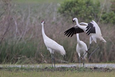 _MG_1110 Whooping Crane.jpg