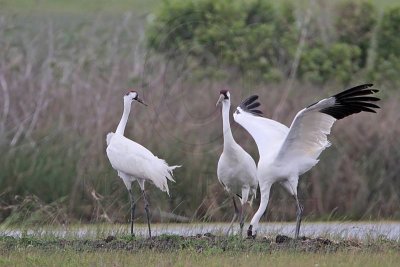 _MG_1118 Whooping Crane.jpg