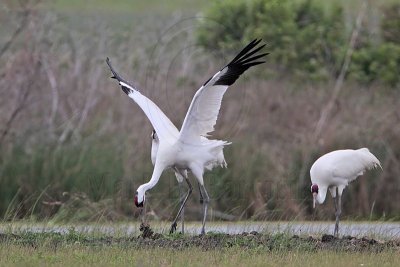 _MG_1168 Whooping Crane.jpg