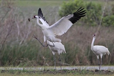 Whooping Crane dance elements: bow, wing spread, leap, attack posture and object-toss